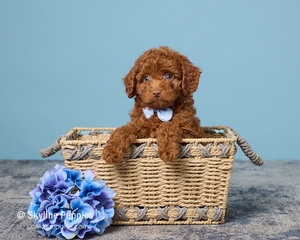 Rambo F1B Cavapoo